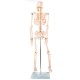 66fit Anatomical Skeleton Model