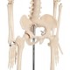 66fit Anatomical Skeleton Model