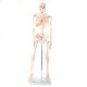 66fit Anatomical Skeleton Model