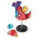 Learning Resources Heart Anatomy Model