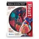 Learning Resources Heart Anatomy Model