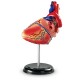 Learning Resources Heart Anatomy Model