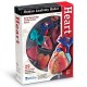 Learning Resources Heart Anatomy Model