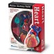 Learning Resources Heart Anatomy Model