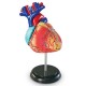 Learning Resources Heart Anatomy Model
