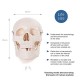 66fit Anatomical Life Size Human Skull