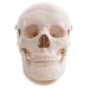 66fit Anatomical Life Size Human Skull