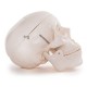 66fit Anatomical Life Size Human Skull
