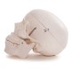 66fit Anatomical Life Size Human Skull