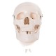 66fit Anatomical Life Size Human Skull