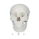 66fit Anatomical Life Size Human Skull