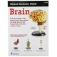 Learning Resources Human Anatomy Brain Model