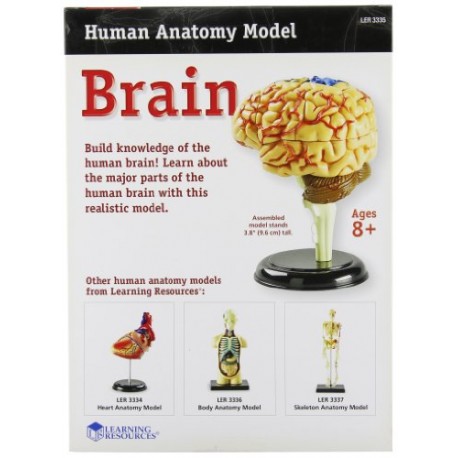 Learning Resources Human Anatomy Brain Model