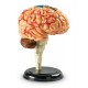 Learning Resources Human Anatomy Brain Model