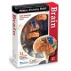 Learning Resources Human Anatomy Brain Model