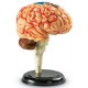 Learning Resources Human Anatomy Brain Model