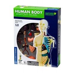 Human Body Anatomy Model