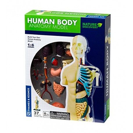 Human Body Anatomy Model