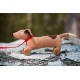 Ragtales Wooster Pull Along Dog