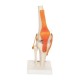 66fit Anatomical Human Knee Joint