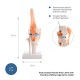 66fit Anatomical Human Knee Joint