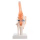 66fit Anatomical Human Knee Joint