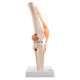 66fit Anatomical Human Knee Joint