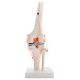 66fit Anatomical Human Knee Joint