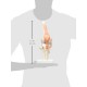 66fit Anatomical Human Knee Joint