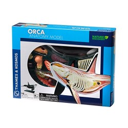 Orca Anatomy Model