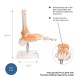 66fit Anatomical Human Foot Joint With Ligaments