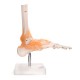 66fit Anatomical Human Foot Joint With Ligaments