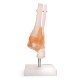 66fit Anatomical Human Foot Joint With Ligaments
