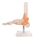 66fit Anatomical Human Foot Joint With Ligaments