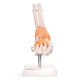 66fit Anatomical Human Foot Joint With Ligaments