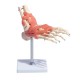 66fit Anatomical Human Foot Joint With Ligaments