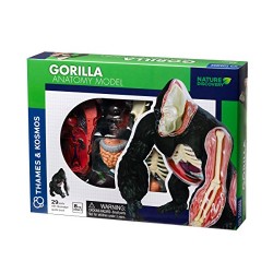 Gorilla Anatomy Model