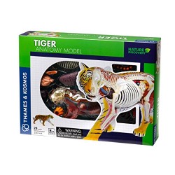 Tiger Anatomy Model