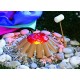 Baby Born Play and Fun Camping Set