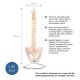 66fit Flexible Vertebral Column With Pelvis
