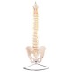 66fit Flexible Vertebral Column With Pelvis