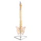 66fit Flexible Vertebral Column With Pelvis