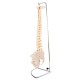 66fit Flexible Vertebral Column With Pelvis