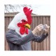 Thumbs Up MRROOSTER Mouth Moving Mr Rooster Mask, One Size