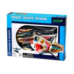 Great White Shark Anatomy Model