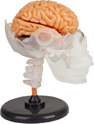 The Amazing Squishy Brain The Amazing Squishy Brain