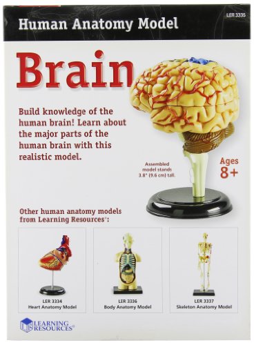 Learning Resources Human Anatomy Brain Model