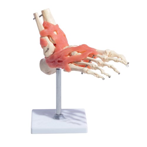 66fit Anatomical Human Foot Joint With Ligaments