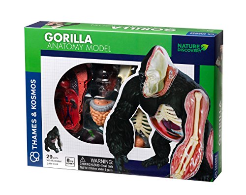 Gorilla Anatomy Model