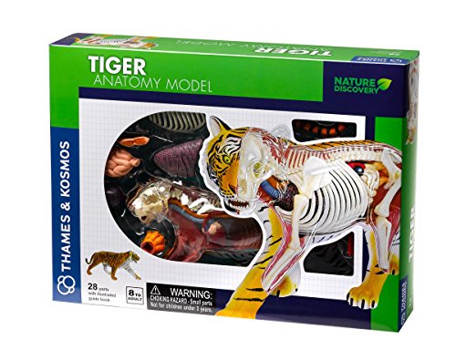 Tiger Anatomy Model